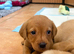 1 Male KC registered Fox Red Labrador READY NOW