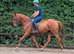 EYE-CATCHING BRP WITH REAL PRESENCE, A KIND NATURE, AND A STANDOUT, AFFECTIONATE PERSONALITY.