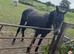 King 4yr old standerdbred looking for his new home
