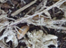 Small Colony of Giant Orange Isopods (Porcellio Laevis) + you will get a small amount of White + Orange Springtails with your Isopods too