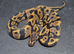 UPDATED Various Ball Python Hatchlings