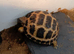 Horsfield tortoises now available for a new loving home