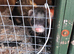 Ferret for sale