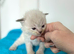 Ragdoll Kittens