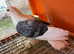 Young Pigeons for Sale