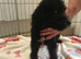 Beautiful bellington x poodle puppies for sale