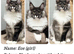 TICA registered Maine coon kittens READY NOW