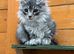 GCCF Fully Registered Maine Coon Kittens - Ready October