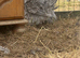 Clutch of frizzle chickens