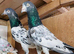 Pakistani pigeons