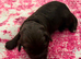 Cavapoo/cockapoo puppies