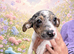 Jack russell X dachshund