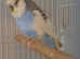 Male budgie