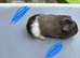 Baby guinea pigs ready now