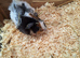 2 female guinea pigs for sale