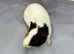 Male guinea pig
