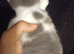 Beutiful female kittens for sale