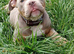 Exotic bully