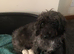 2 jackapoo/chipoo puppies