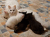 Gorgeous Fluffy Part Ragdoll Kittens