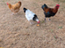 Free range pure bred cockerels