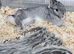Female netherland chinchilla