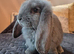 Friendly French Lops