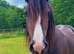 2 Year old Cob Colt.