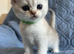 Silver pedigree British shorthair kittens