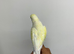 Nice tame yellow gold Ringneck