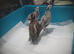 bobwhites x3