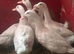 Cherry valley drakes 10 weeks old