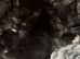 Kittens ready now