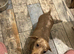 3 year old dachshund female