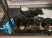 Miniture dachshund Puppies for sale