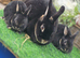 Mini rex looking for new homes.
