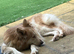 Kc female GSD