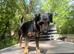 Rolo is looking for his new home