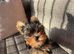 Yorkshire Terrier 11 Weeks