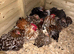 Pekin hens for sale