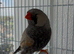 Charcoal zebra finches
