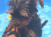Beautiful Girl Yorkshire terrier pups