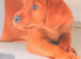 Red fox lab for sale