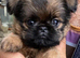 Brussels Griffon puppies