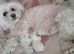 Purebred Maltese Pup (ready to go)