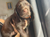 Beautiful Working x Show Cocker Spaniel Puppies – Home Raised, Ready for Their Forever Homes