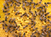 6 Frame National Nuc of Overwintered Bees Spring 2027