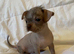 Chihuahua Cross Chinese Crested Male Pup