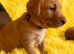 Exceptional Labrador puppies