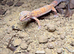 2 female leapard geckos and full set up